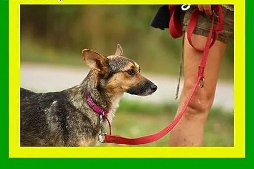 10kg,1.5roku,czujna,przytulaśna,radosna,milutka,suczka MIKUSIA,  dolnośląskie Wrocław