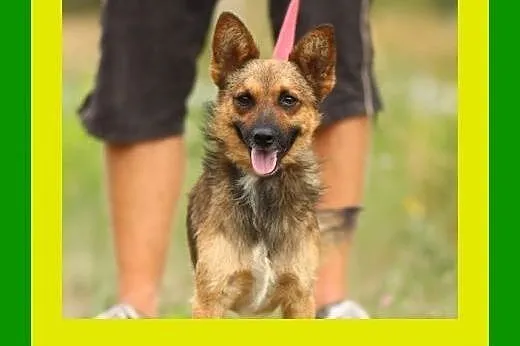 10kg,1.5roku,czujna,przytulaśna,radosna,milutka,su