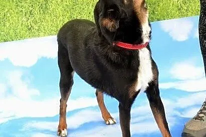 TIKA sunia w średnim wieku szuka kochającego domku!!!,  dolnośląskie Wrocław