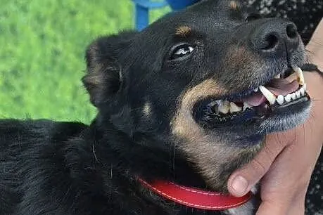 TIKA sunia w średnim wieku szuka kochającego domku