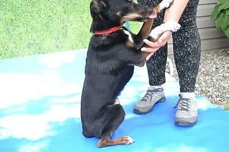 TIKA sunia w średnim wieku szuka kochającego domku