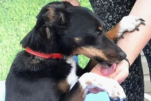 TIKA sunia w średnim wieku szuka kochającego domku
