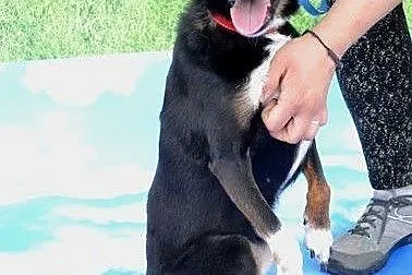 TIKA sunia w średnim wieku szuka kochającego domku