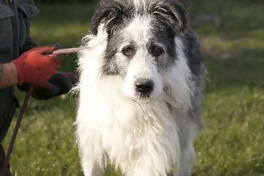 CEZAR cudowny olbrzym do adopcji :),  Kundelki cała Polska