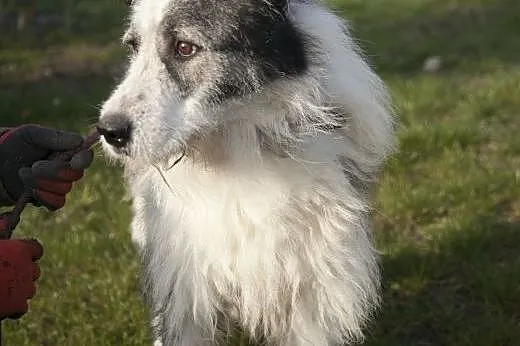 CEZAR cudowny olbrzym do adopcji :),  Kundelki cał