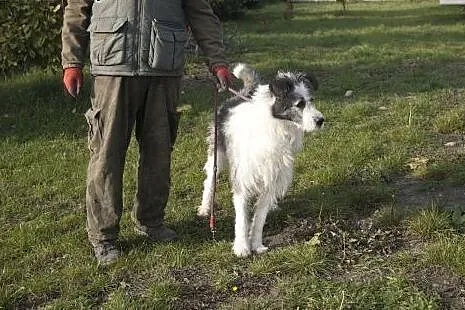 CEZAR cudowny olbrzym do adopcji :),  Kundelki cał