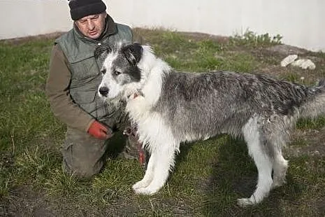CEZAR cudowny olbrzym do adopcji :),  Kundelki cał