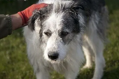 CEZAR cudowny olbrzym do adopcji :),  Kundelki cał