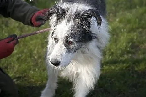 CEZAR cudowny olbrzym do adopcji :),  Kundelki cał