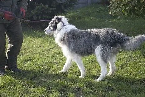 CEZAR cudowny olbrzym do adopcji :),  Kundelki cał