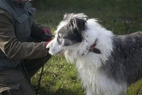 CEZAR cudowny olbrzym do adopcji :),  Kundelki cał