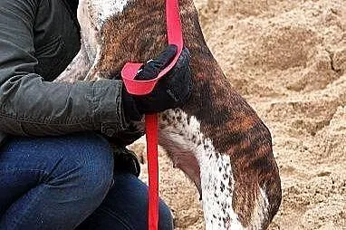 FLORKA wyjątkowej urody, przemiła, wrażliwa sunia 
