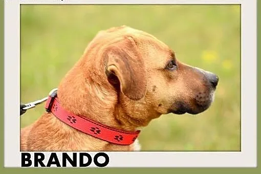 BRANDO,średni,przyjazny,towarzyski,wesoły pies ams