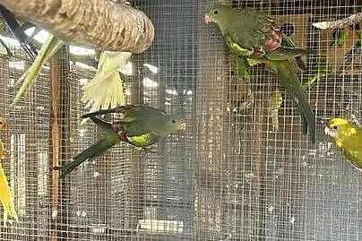 Aleksandretty rozne i inne papugi, Łódzkie, Parzno