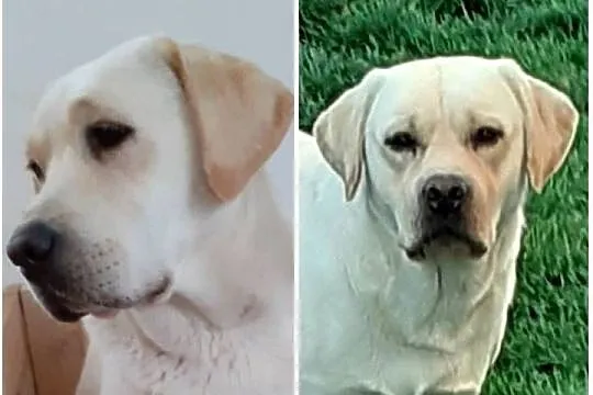Labrador retriever biszkoptowy
