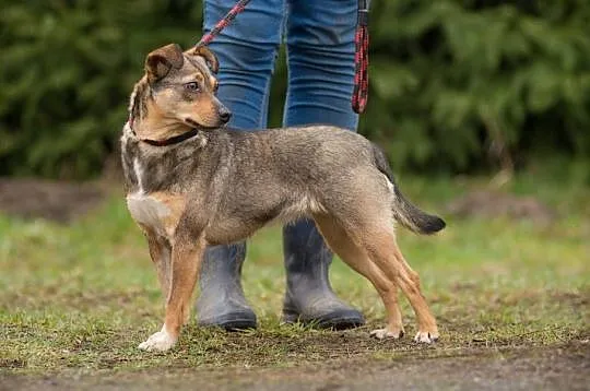 Filigranowa, kochana Kreseczka, wspaniała suczka s