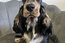 Cocker spaniel angielski