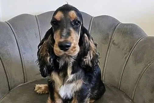 Cocker spaniel angielski, Opolskie, Jasienie