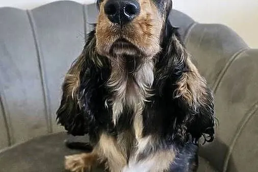 Cocker spaniel angielski, Opolskie, Jasienie