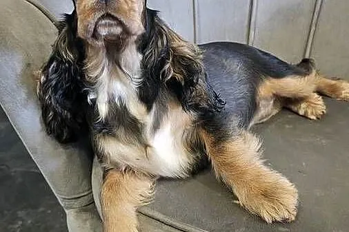 Cocker spaniel angielski, Opolskie, Jasienie