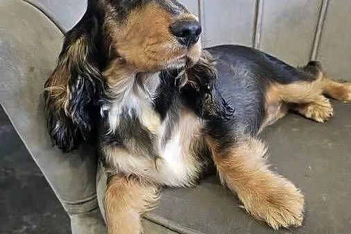 Cocker spaniel angielski, Opolskie, Jasienie