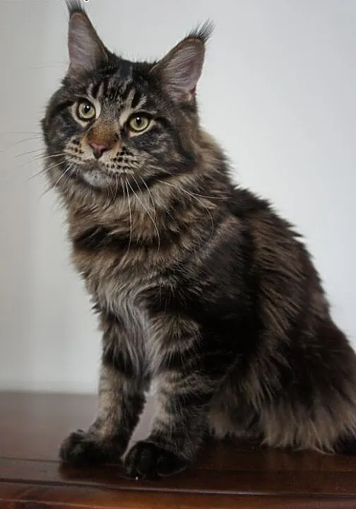 MAINE COON - do odbioru, śliczne, Koty maine coo