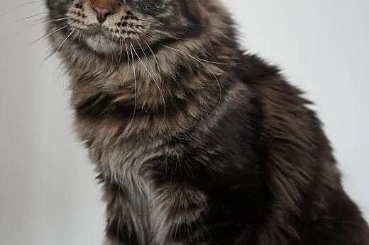 MAINE COON - do odbioru,  śliczne,  Koty maine coo