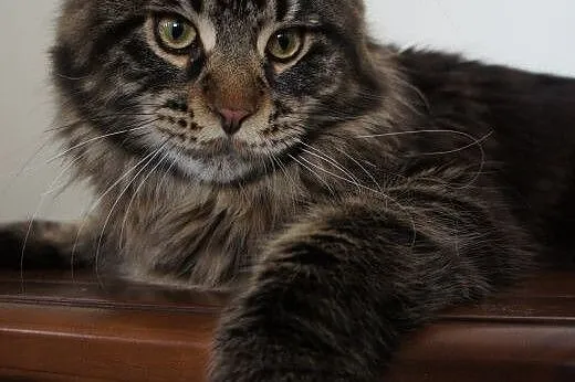 MAINE COON - do odbioru,  śliczne,  Koty maine coo