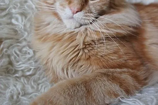 MAINE COON - do odbioru,  śliczne,  Koty maine coo