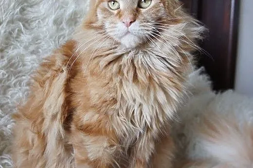 MAINE COON - do odbioru,  śliczne,  Koty maine coo