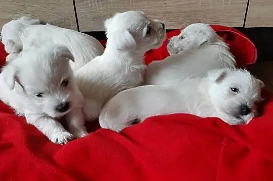 West Highland Terrier SPRZEDAM
