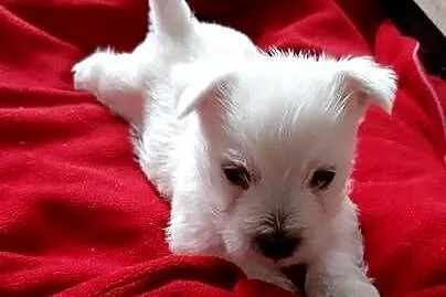 West Highland Terrier SPRZEDAM, Małopolskie, Proszowice