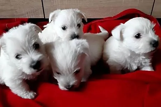 West Highland Terrier SPRZEDAM, Małopolskie, Proszowice