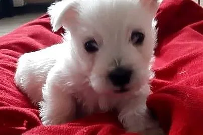 West Highland Terrier SPRZEDAM, Małopolskie, Proszowice