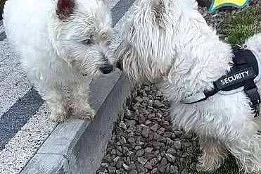 West Highland Terrier SPRZEDAM, Małopolskie, Proszowice