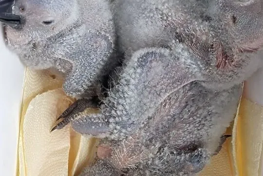 Pisklaki ŻAKO do ręcznego karmienia, Śląskie, Wodzisław Śląski