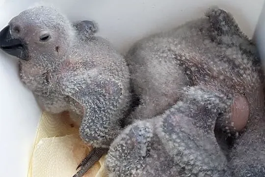 Pisklaki ŻAKO do ręcznego karmienia, Śląskie, Wodzisław Śląski
