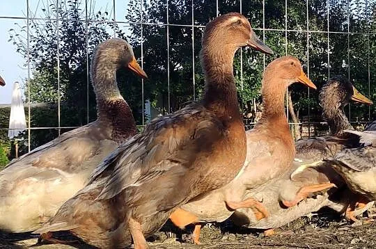 Kaczątka - Kaczka ruańska rouen - linia wystawowa - zarodowa, Podkarpackie, Iwonicz