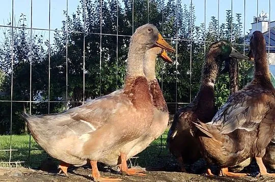 Kaczątka - Kaczka ruańska rouen - linia wystawowa - zarodowa, Podkarpackie, Iwonicz