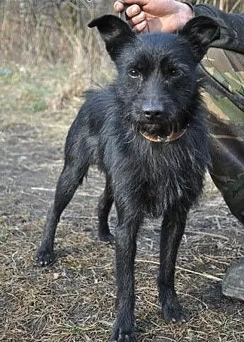 TAWIN malutki, młody, śliczny, łagodny piesek czek