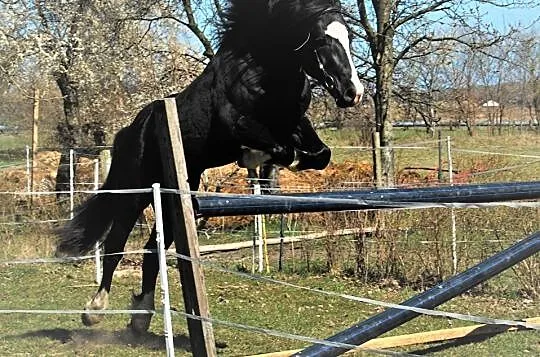 Ogier Kuc Walijski (Welsh Cob) sekcja D 151cm- 82 , Turek