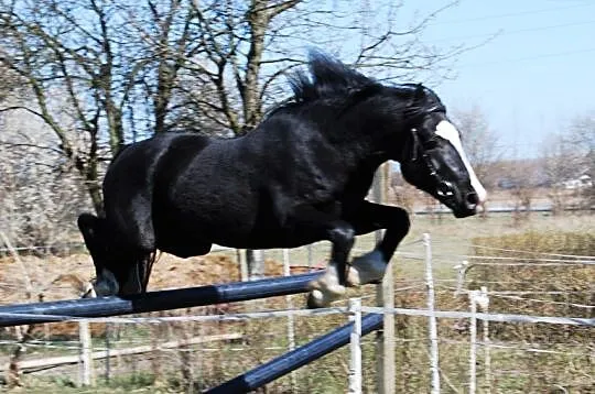 Ogier Kuc Walijski (Welsh Cob) sekcja D 151cm- 82 , Turek