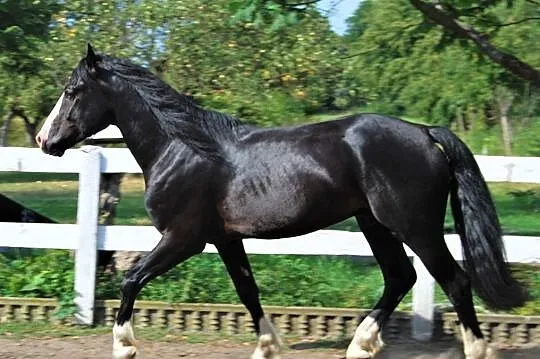 Ogier Kuc Walijski (Welsh Cob) sekcja D 151cm- 82 , Turek