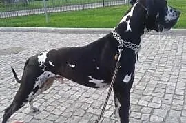 Skubi - Dog Niemiecki do adopcji, Gliwice