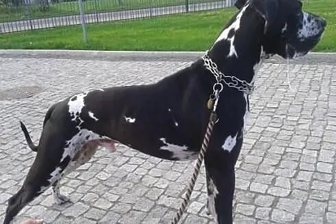 Skubi - Dog Niemiecki do adopcji
