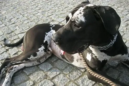Skubi - Dog Niemiecki do adopcji