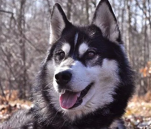 Oskar - przyjacielski husky szuka domu na zawsze,