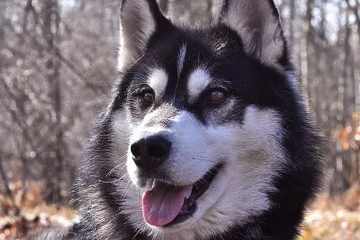 Oskar - przyjacielski husky szuka domu na zawsze, 
