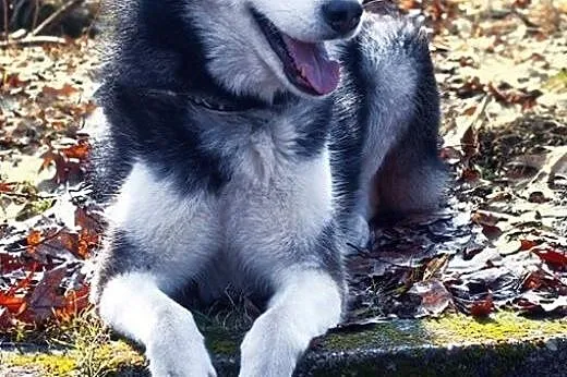 Oskar - przyjacielski husky szuka domu na zawsze, 