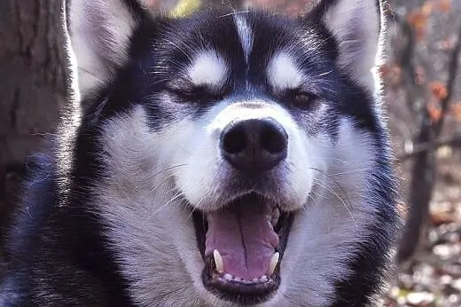 Oskar - przyjacielski husky szuka domu na zawsze, 